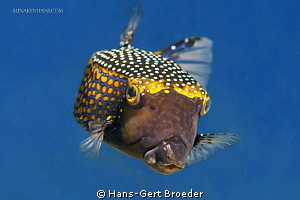 Boxfish
Bunaken Island, Sulawesi,Indonesia,
Nikon D 300... by Hans-Gert Broeder 